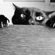 Illustration for article titled I am not a writer. And a rant about my fucking cats.